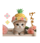 パイナップル帽 可愛いスコティッシュ猫（個別スタンプ：27）