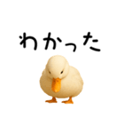 動く！アヒルさん（個別スタンプ：14）