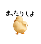 動く！アヒルさん（個別スタンプ：17）