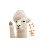 前髪きめすぎなアルパカ1（個別スタンプ：7）