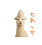 前髪きめすぎなアルパカ1（個別スタンプ：8）