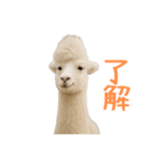 前髪きめすぎなアルパカ1（個別スタンプ：10）