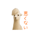 前髪きめすぎなアルパカ1（個別スタンプ：11）