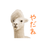 前髪きめすぎなアルパカ1（個別スタンプ：13）