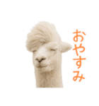 前髪きめすぎなアルパカ1（個別スタンプ：14）