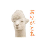 前髪きめすぎなアルパカ1（個別スタンプ：15）