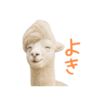 前髪きめすぎなアルパカ1（個別スタンプ：18）
