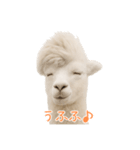 前髪きめすぎなアルパカ1（個別スタンプ：19）