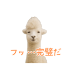 前髪きめすぎなアルパカ1（個別スタンプ：20）