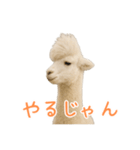 前髪きめすぎなアルパカ1（個別スタンプ：21）