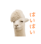 前髪きめすぎなアルパカ1（個別スタンプ：23）