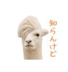 前髪きめすぎなアルパカ1（個別スタンプ：25）