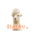 前髪きめすぎなアルパカ1（個別スタンプ：26）
