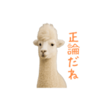 前髪きめすぎなアルパカ1（個別スタンプ：27）