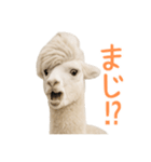 前髪きめすぎなアルパカ1（個別スタンプ：29）