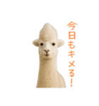 前髪きめすぎなアルパカ1（個別スタンプ：30）