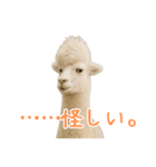 前髪きめすぎなアルパカ1（個別スタンプ：31）