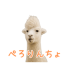 前髪きめすぎなアルパカ1（個別スタンプ：32）