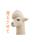 前髪きめすぎなアルパカ1（個別スタンプ：35）