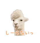 前髪きめすぎなアルパカ1（個別スタンプ：36）