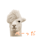 前髪きめすぎなアルパカ1（個別スタンプ：37）