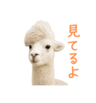 前髪きめすぎなアルパカ1（個別スタンプ：40）