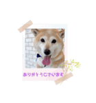 あずき 柴犬（個別スタンプ：1）