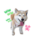 あずき 柴犬（個別スタンプ：2）