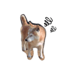 あずき 柴犬（個別スタンプ：3）