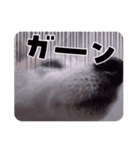 あずき 柴犬（個別スタンプ：4）