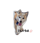 あずき 柴犬（個別スタンプ：5）