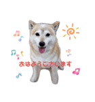 あずき 柴犬（個別スタンプ：7）