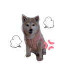 あずき 柴犬（個別スタンプ：8）