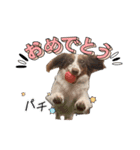 カグラくんスタンプ13（個別スタンプ：4）