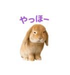 うさぎが写真がスタンプ（個別スタンプ：1）