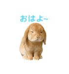 うさぎが写真がスタンプ（個別スタンプ：3）