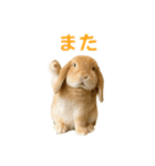 うさぎが写真がスタンプ（個別スタンプ：4）