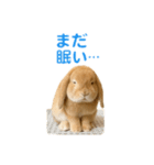 うさぎが写真がスタンプ（個別スタンプ：5）