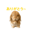 うさぎが写真がスタンプ（個別スタンプ：6）