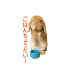 うさぎが写真がスタンプ（個別スタンプ：7）