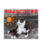 猫ちゃんたちのあいさつvol.3（個別スタンプ：1）