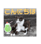 猫ちゃんたちのあいさつvol.3（個別スタンプ：2）