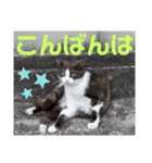 猫ちゃんたちのあいさつvol.3（個別スタンプ：3）
