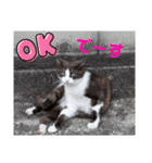 猫ちゃんたちのあいさつvol.3（個別スタンプ：4）