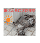 猫ちゃんたちのあいさつvol.3（個別スタンプ：5）