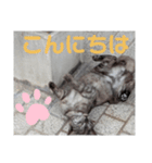 猫ちゃんたちのあいさつvol.3（個別スタンプ：6）
