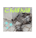 猫ちゃんたちのあいさつvol.3（個別スタンプ：7）
