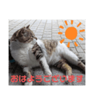 猫ちゃんたちのあいさつvol.3（個別スタンプ：8）