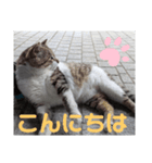猫ちゃんたちのあいさつvol.3（個別スタンプ：9）