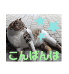 猫ちゃんたちのあいさつvol.3（個別スタンプ：10）
